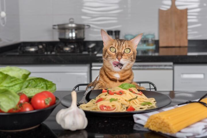 cats crave carbs dogs love fat and that s okay, Photo Credit Amerigo images Shutterstock com