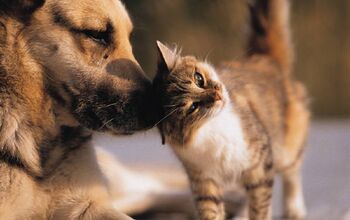 Cats May Nose Ahead Of Dogs as the Better Sniffers