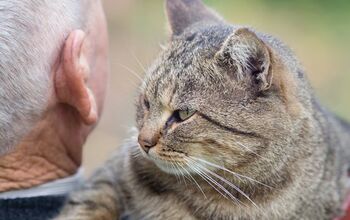 Cats on Laps Shelter Animals Bring Senior Citizens Special Love