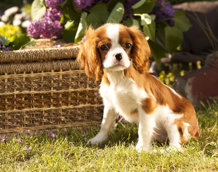 cavalier king charles spaniel