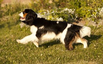 Cavalier King Charles Spaniel