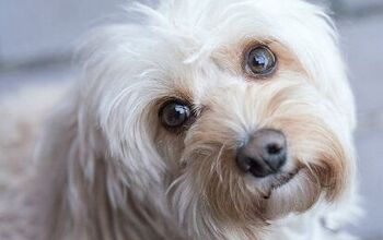 Cavapoo