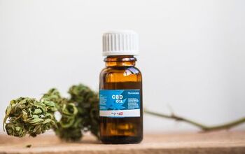 CBD Oil for Cats: A Holistic Option