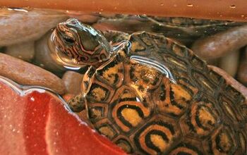 Central American Wood Turtle