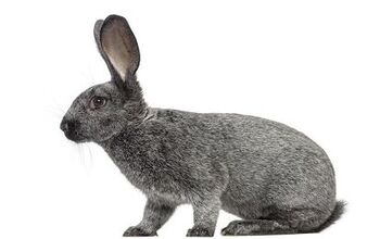 Champagne D’Argent Rabbit