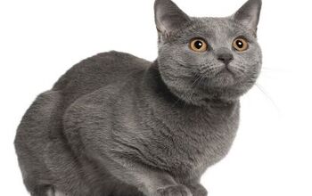 Chartreux