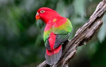 Chattering Lory