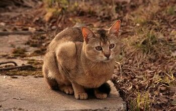 Chausie