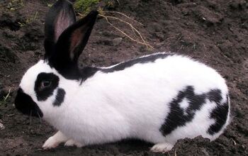 Checkered Giant Rabbit