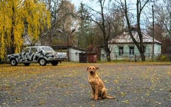 Chernobyl Dogs Are a Genetic Mystery