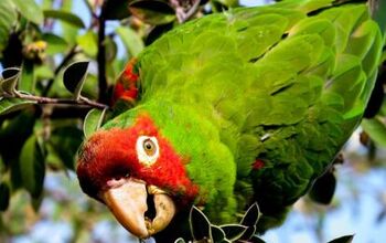 Cherry Headed Conure