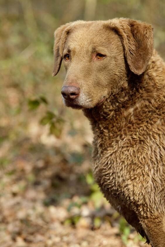 chesapeake bay retriever