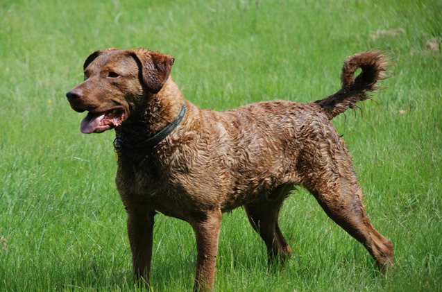 chesapeake bay retriever