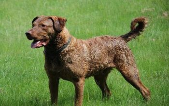 Chesapeake Bay Retriever