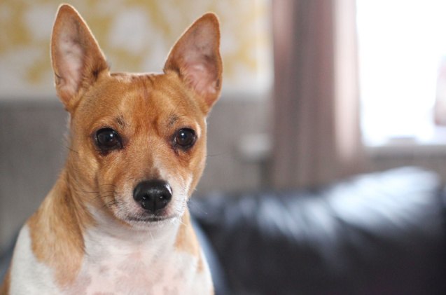 chihuahua mix dogs, Lee Bryant Photography Shutterstock