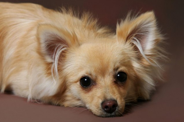 chihuahua mix dogs, Photohunter Shutterstock