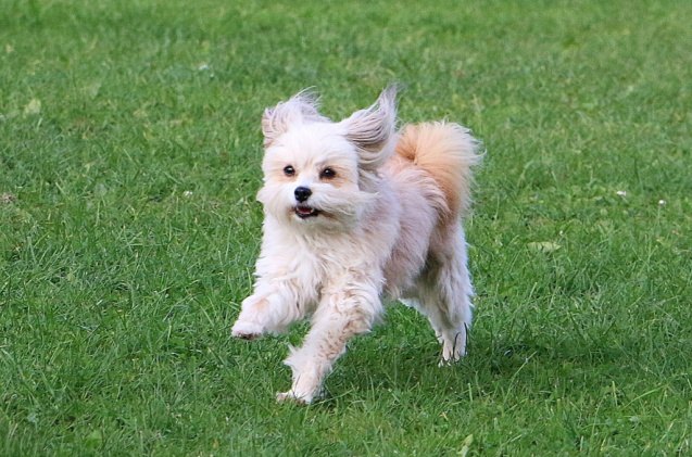 chihuahua mix dogs, Bianca Grueneberg Shutterstock