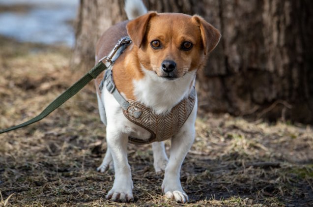 chihuahua mix dogs, Franklin McKay Shutterstock