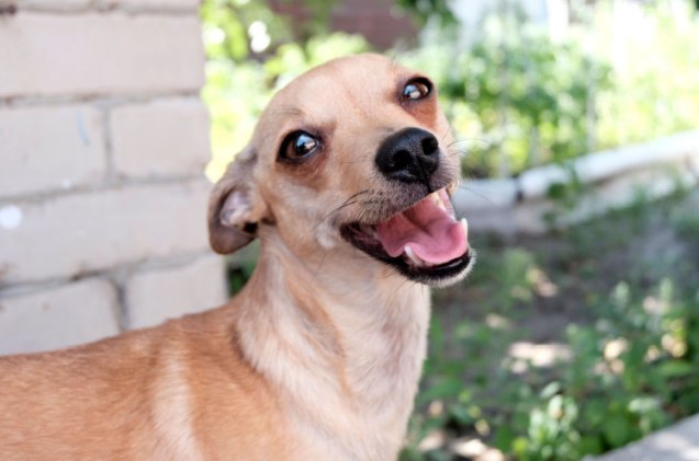 chihuahua mix dogs, SvetaKost Shutterstock