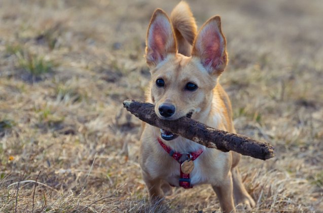 chihuahua mix dogs, Robert Avgustin Shutterstock