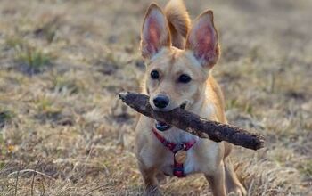 Chihuahua Mix Dogs