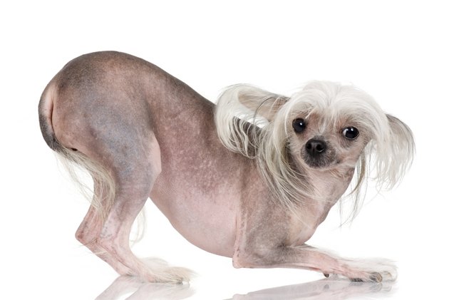 chinese crested