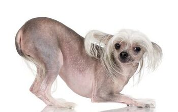 Chinese Crested