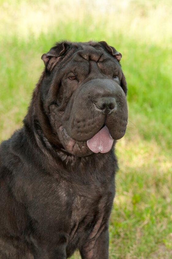 chinese shar pei