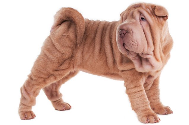 chinese shar pei