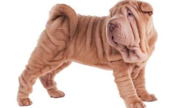 Chinese Shar-Pei