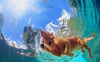 Chlorine or Saltwater Pools: Which is Best for Dogs?