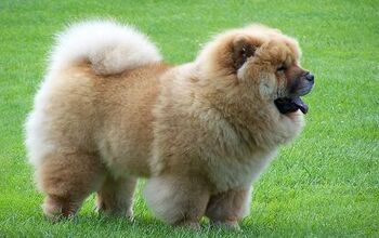 Chow Chow