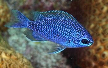 Chromis