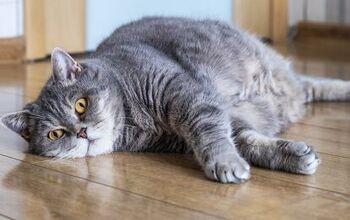 Chubby Kitties Are Helping Study Obesity in People