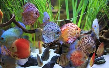 Cichlids: One Of The World’s Most Fascinating Freshwater Fish Specie