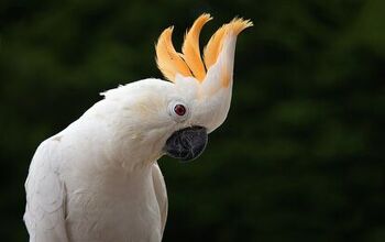 Citron Crested Cockatoo