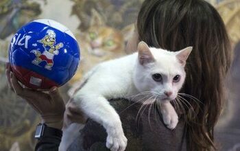 Clairvoyant Cat Predicts World Cup Champs (So Place Your Bets!)