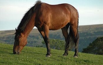 Cleveland Bay Horse