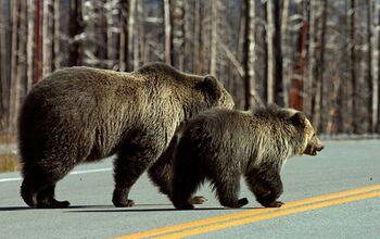 Close Encounters of the Bear Kind: Bringing Bear Bells on Dog Hikes