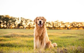 Close to 500 Golden Retrievers Meet in Scotland to Celebrate the Breed