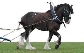 Clydesdale Horse