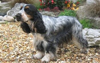 Cocker Spaniel