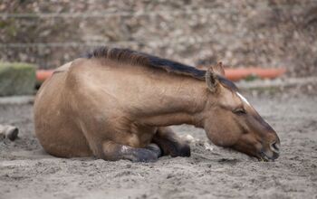 Colic in Horses: Causes, Symptoms, and How to Treat It