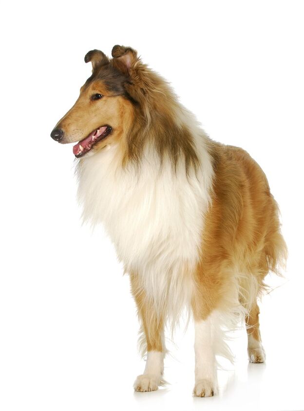 collie