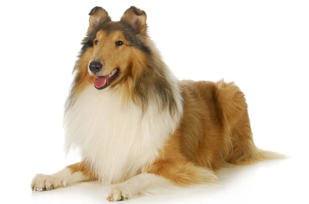 collie