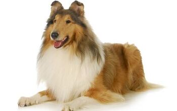 Collie