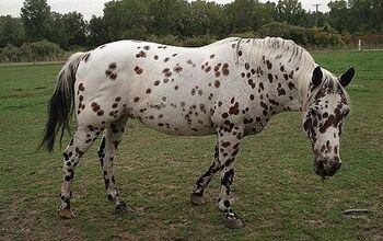 Colorado Ranger Horse