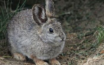 Columbia Basin Pygmy Rabbit