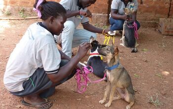 Comfort Dogs Are Changing Lives of Ugandan War Survivors