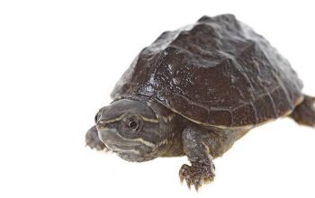 Common Musk Turtle